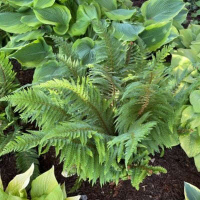 Polystichum setiferum 'Proliferum Wollastonii' - Soft Shield Fern (3.5" Pot)