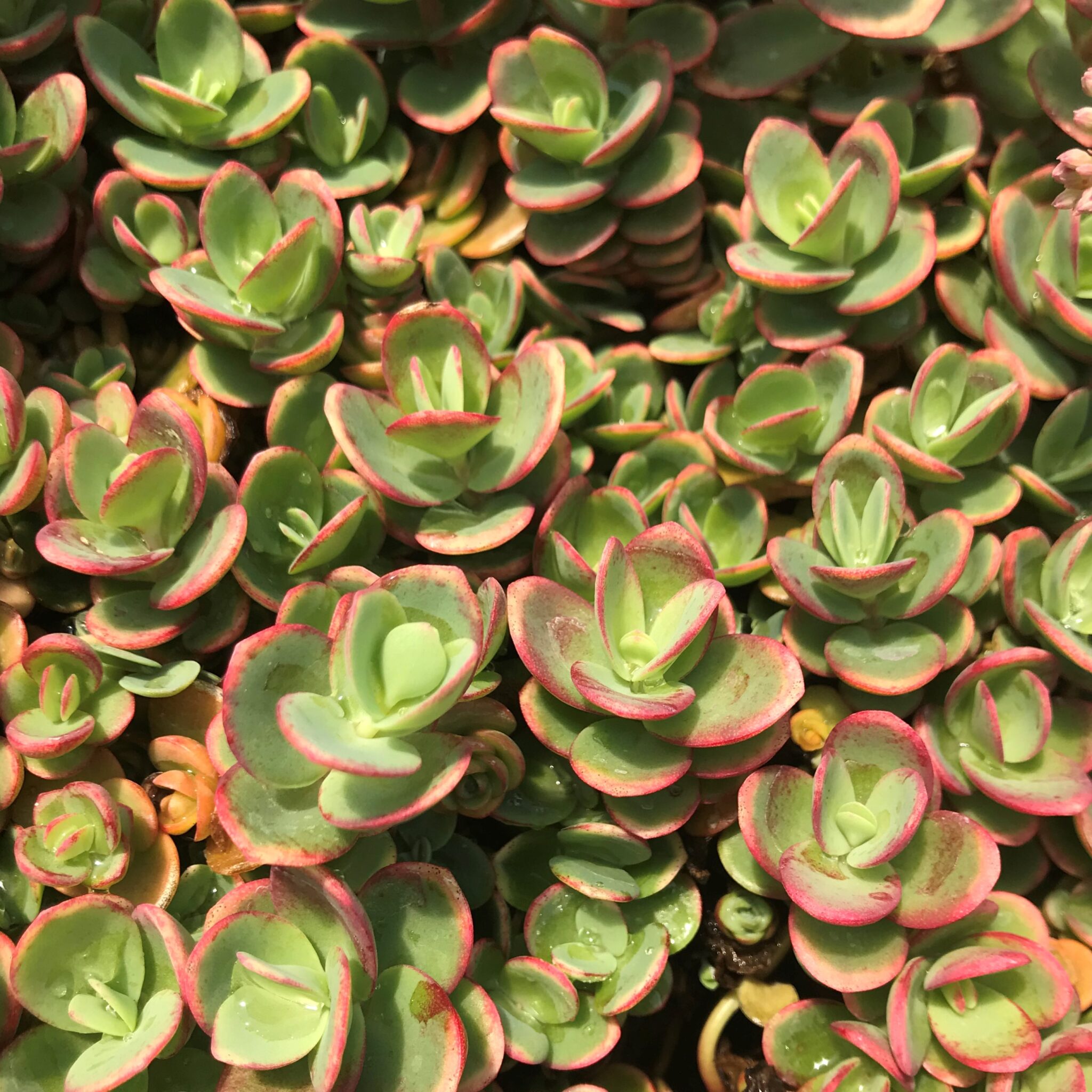 Sedum Sunsparkler® 'Lime Zinger' PP# 24,632 - Stonecrop (3.5" Pot