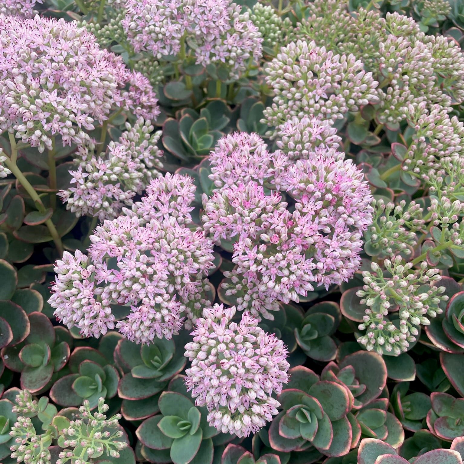 Sedum Sunsparkler® 'Lime Zinger' August blooms (2)