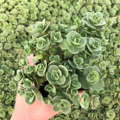 Sedum Sunsparkler® 'Lime Zinger' PP# 24,632 - Stonecrop (3.5" Pot)