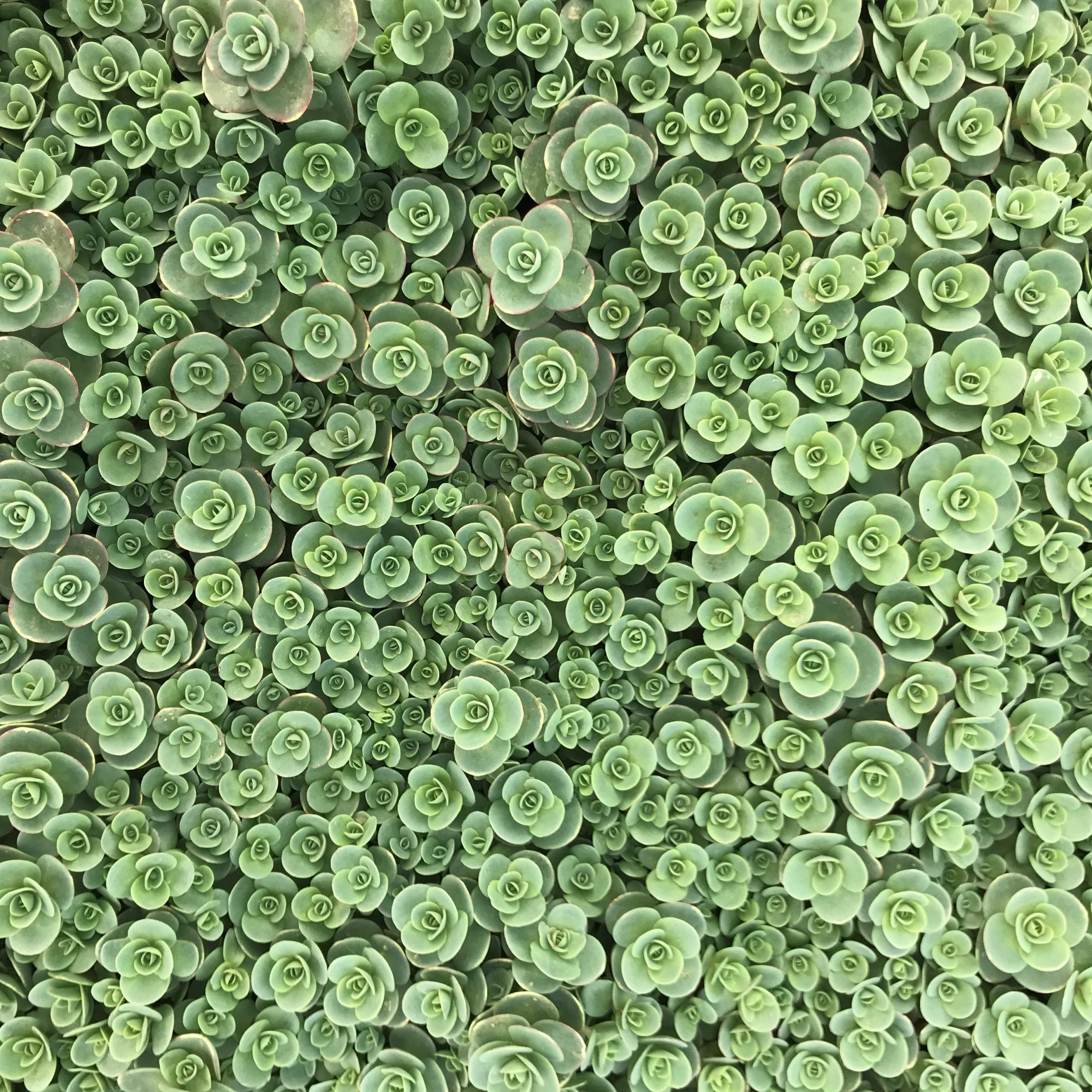 Sedum Sunsparkler® 'Lime Zinger' PP# 24,632 - Stonecrop (3.5" Pot) - Image 4