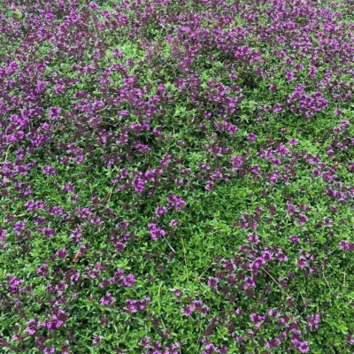 Thymus praecox 'Coccineus' - Red Creeping Thyme (3.5" Pot)