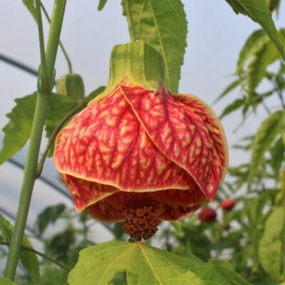 Abutilon 'Red Tiger' - Flowering Maple (4.5" Pot)