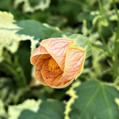 Abutilon 'Savitzii' - Flowering Maple (4.5" Pot)