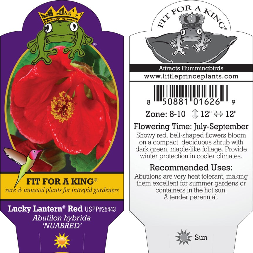 Abutilon Lucky Lantern® Red - Flowering Maple (4.5" Pot) - Image 3
