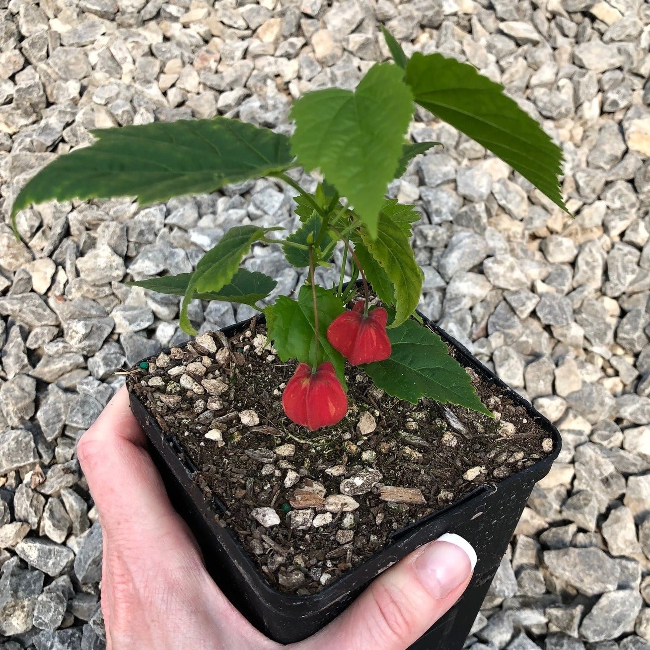 Abutilon megapotamicum - Flowering Maple (4.5" Pot) - Image 6