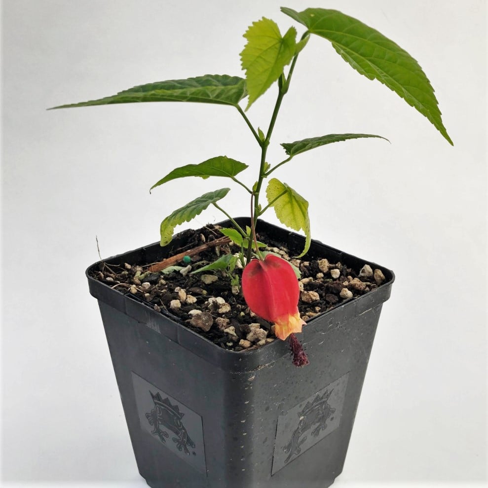 Abutilon megapotamicum - Flowering Maple (4.5" Pot) - Image 5