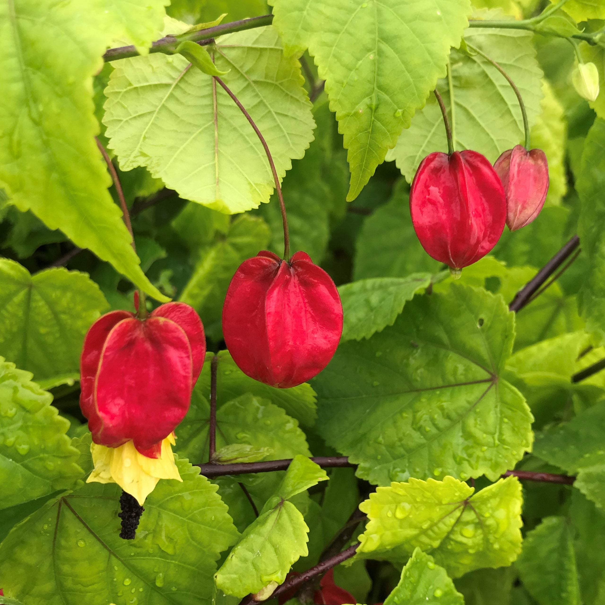 Abutilon megapotamicum - Flowering Maple (4.5" Pot) - Image 2
