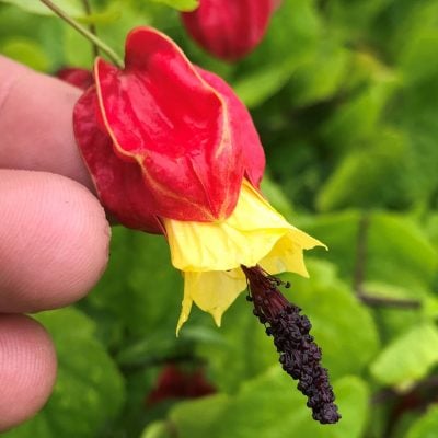 Abutilon megapotamicum - Flowering Maple (4.5" Pot)