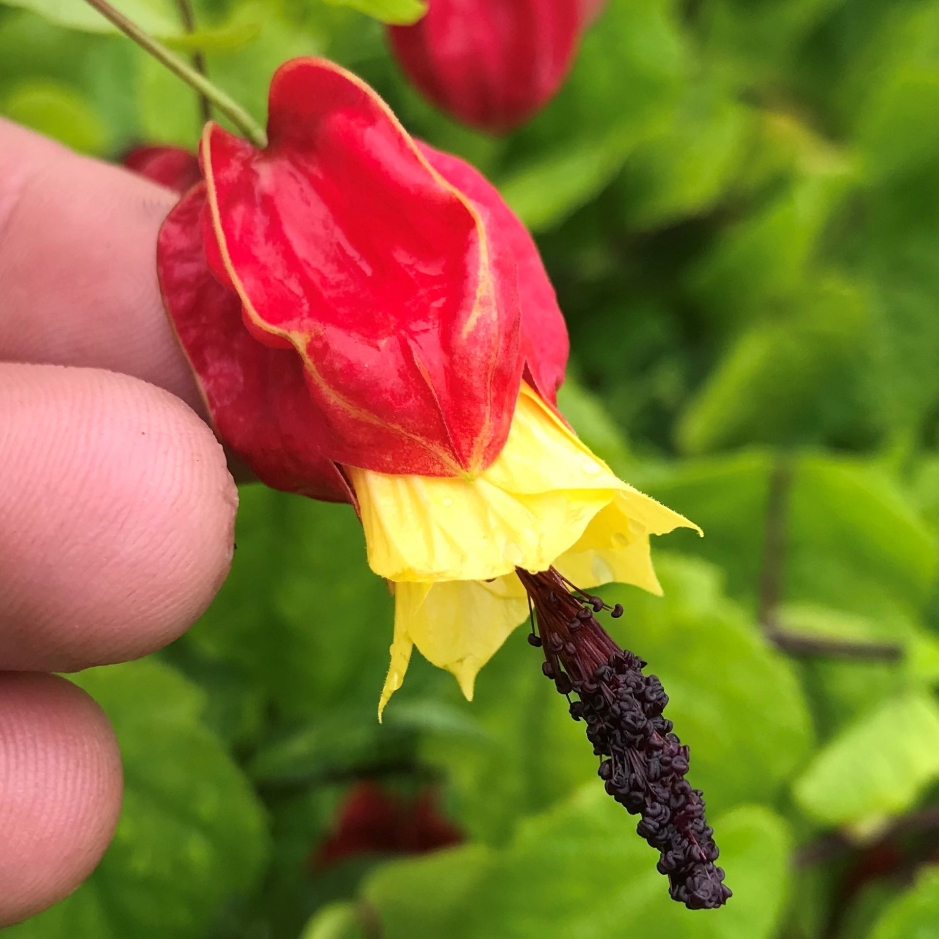 Abutilon megapotamicum - Flowering Maple (4.5" Pot)