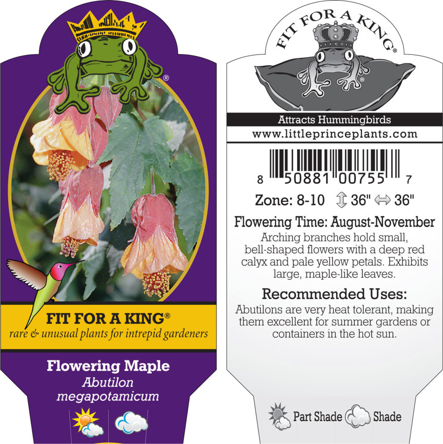 Abutilon megapotamicum - Flowering Maple (4.5" Pot) - Image 8