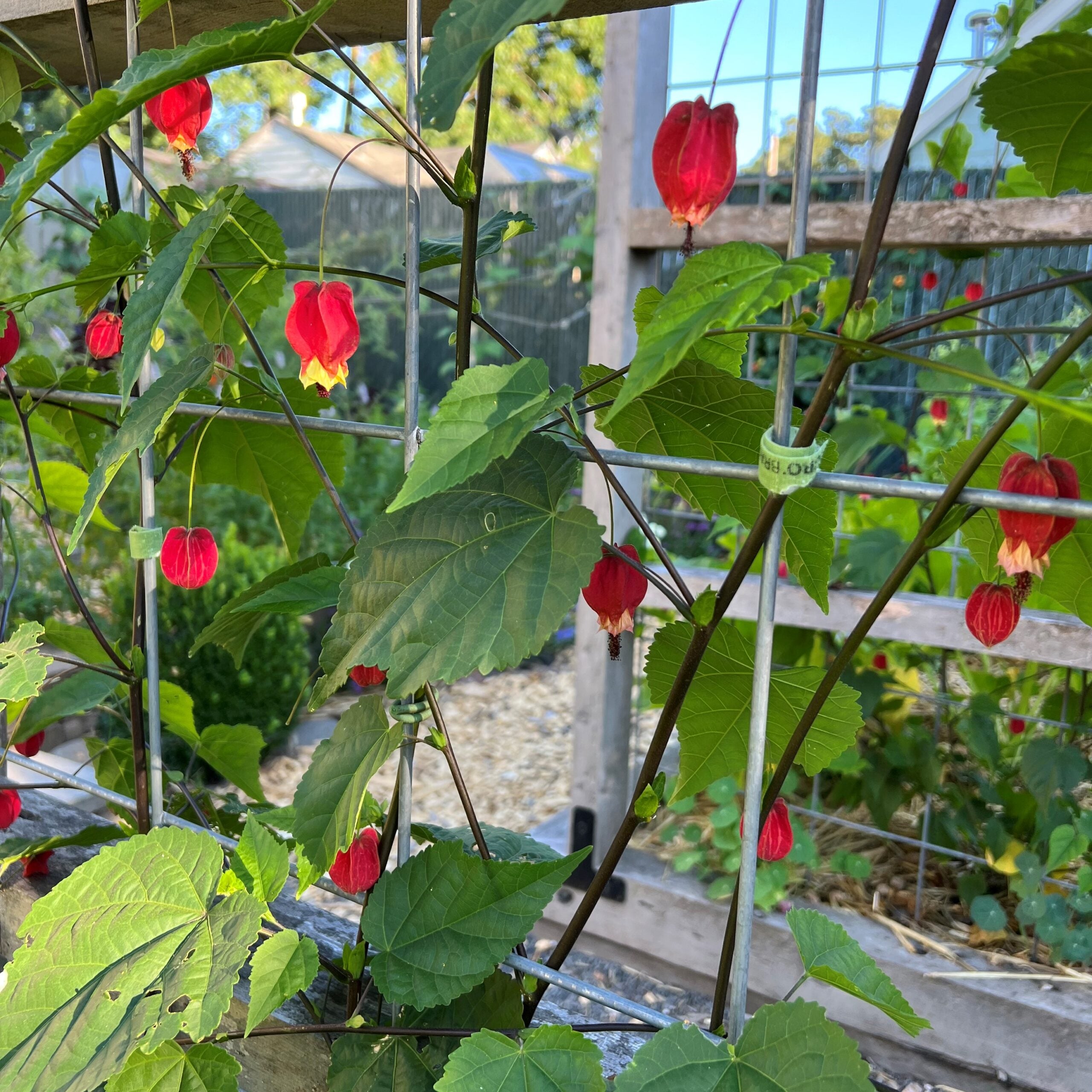 Abutilon megapotamicum Zen's Garden July (2)