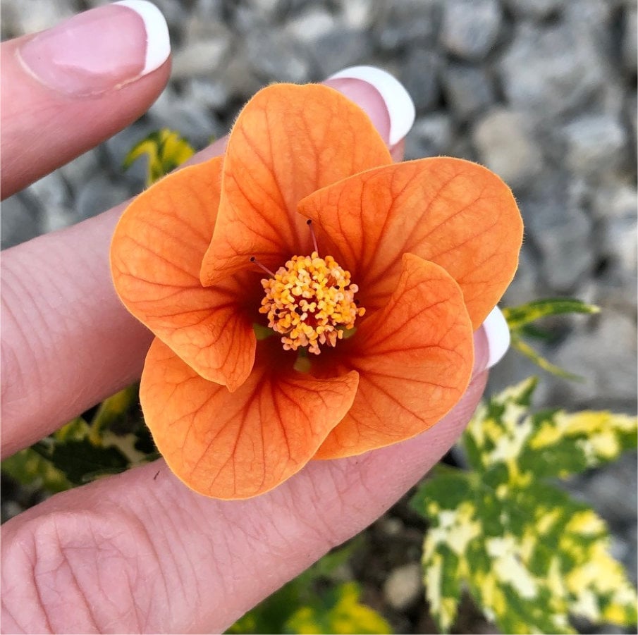 Abutilon pictum 'Thompsonii' - Thompson's Variegated Peach Flowering Maple (4.5" Pot) - Image 5