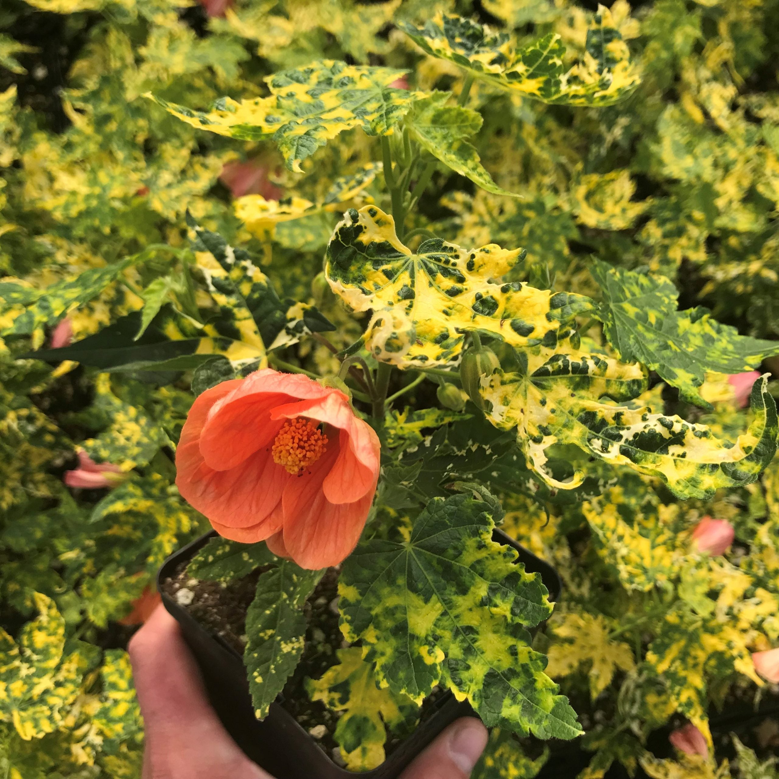 Abutilon pictum 'Thompsonii' - Thompson's Variegated Peach Flowering Maple (4.5" Pot) - Image 2