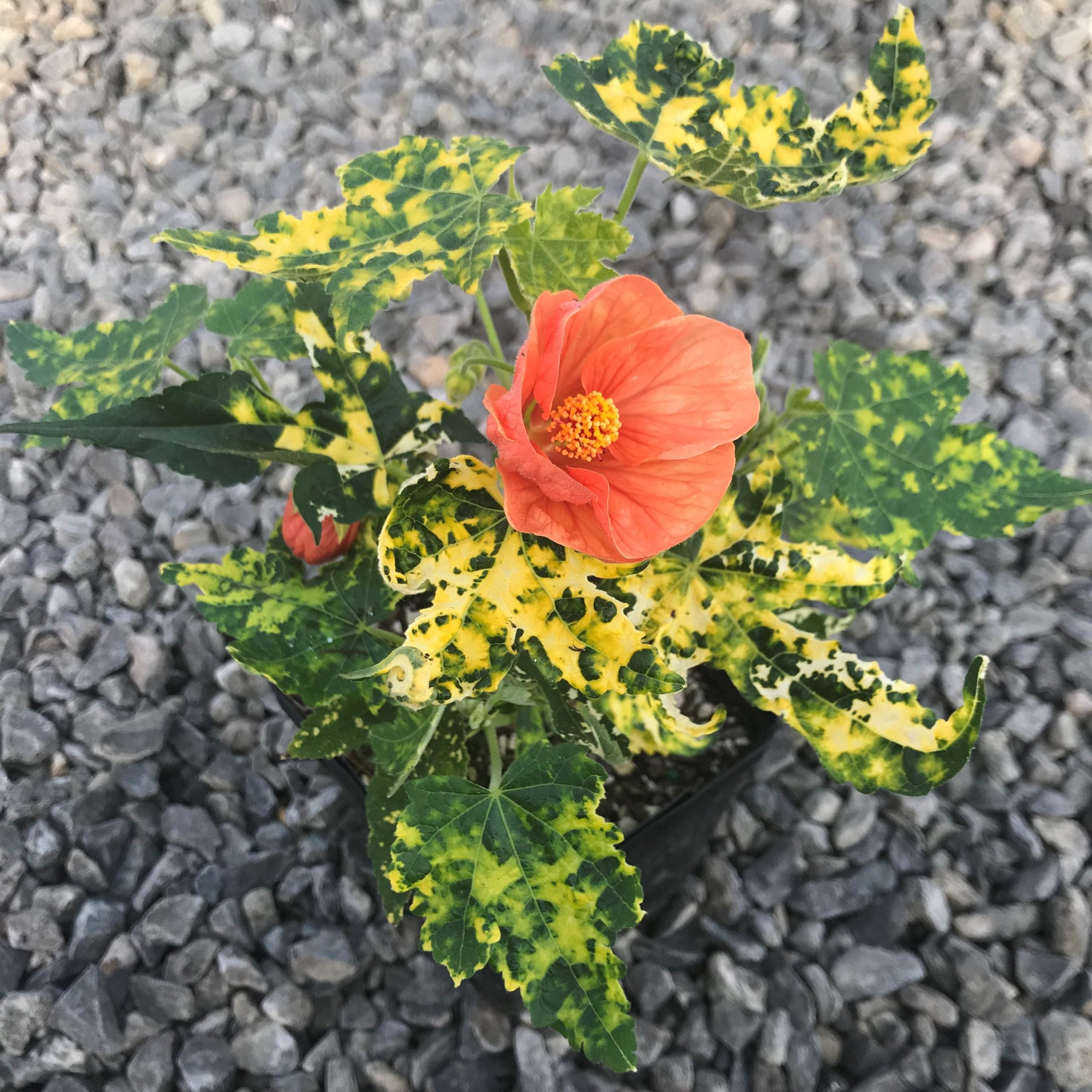 Abutilon pictum 'Thompsonii' - Thompson's Variegated Peach Flowering Maple (4.5" Pot) - Image 4