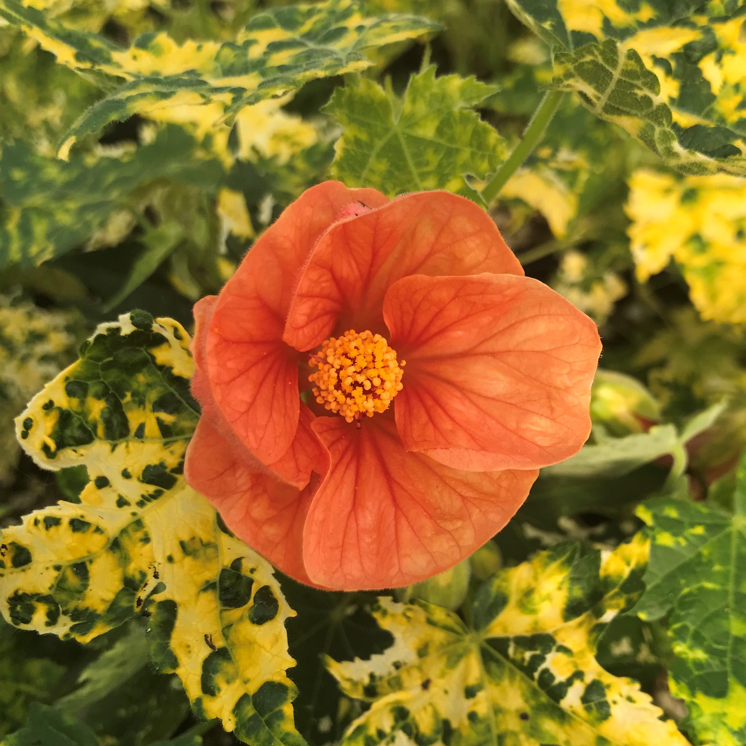 Abutilon pictum 'Thompsonii' - Thompson's Variegated Peach Flowering Maple (4.5" Pot) - Image 3