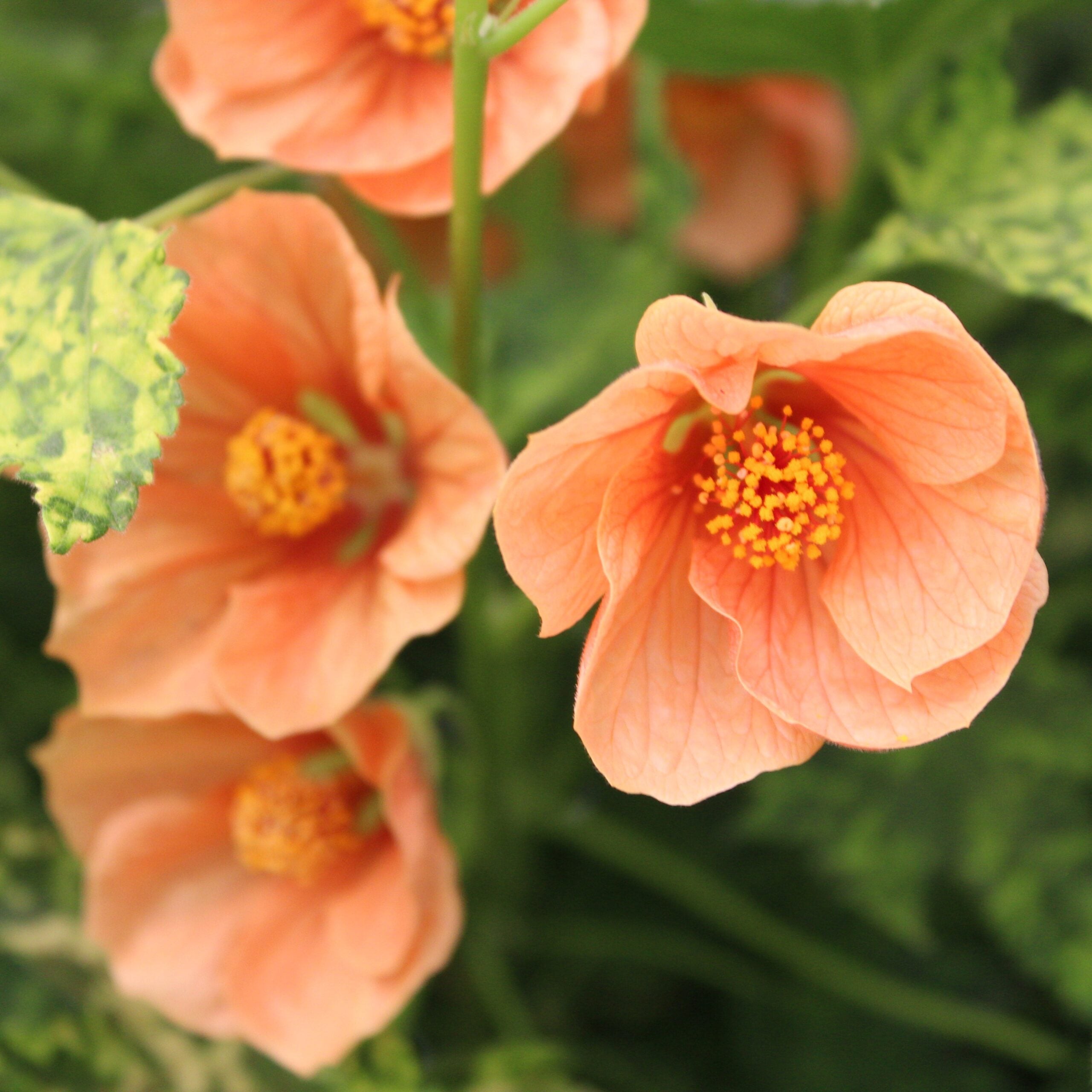 Abutilon pictum 'Thompsonii' - Thompson's Variegated Peach Flowering Maple (4.5" Pot)