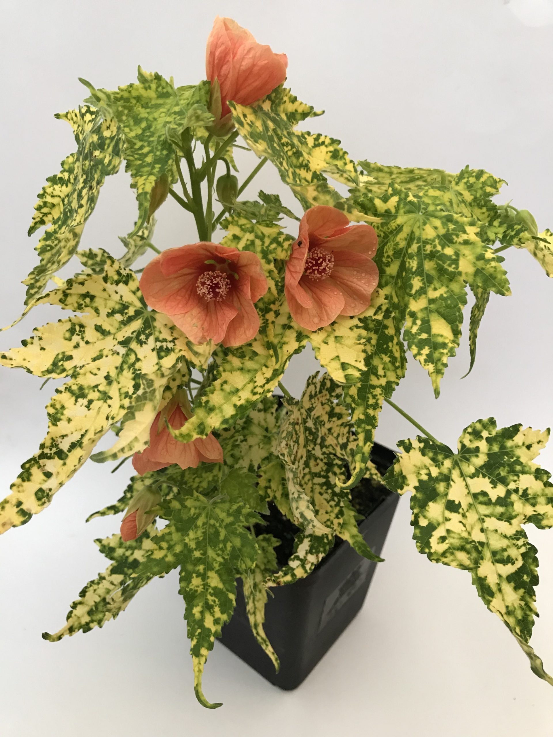 Abutilon pictum 'Thompsonii' - Thompson's Variegated Peach Flowering Maple (4.5" Pot) - Image 6