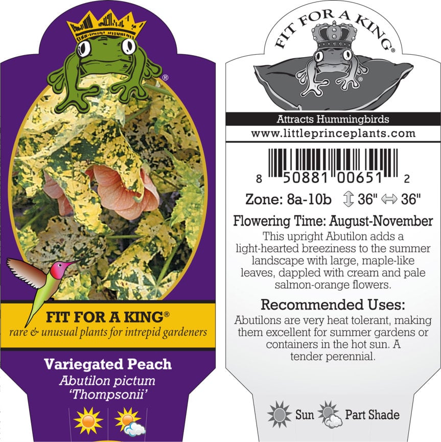 Abutilon pictum 'Thompsonii' - Thompson's Variegated Peach Flowering Maple (4.5" Pot) - Image 8