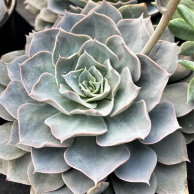 Echeveria 'Canadian' (2" Pot)