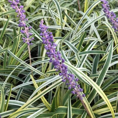 Liriope muscari 'Silvery Sunproof' - Lilyturf (3.5" Pot)