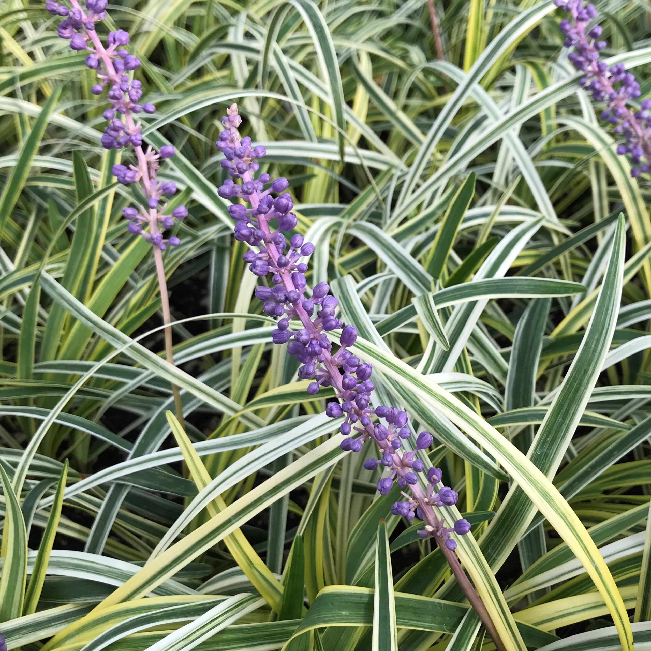 Liriope muscari 'Silvery Sunproof' - Lilyturf (3.5" Pot)