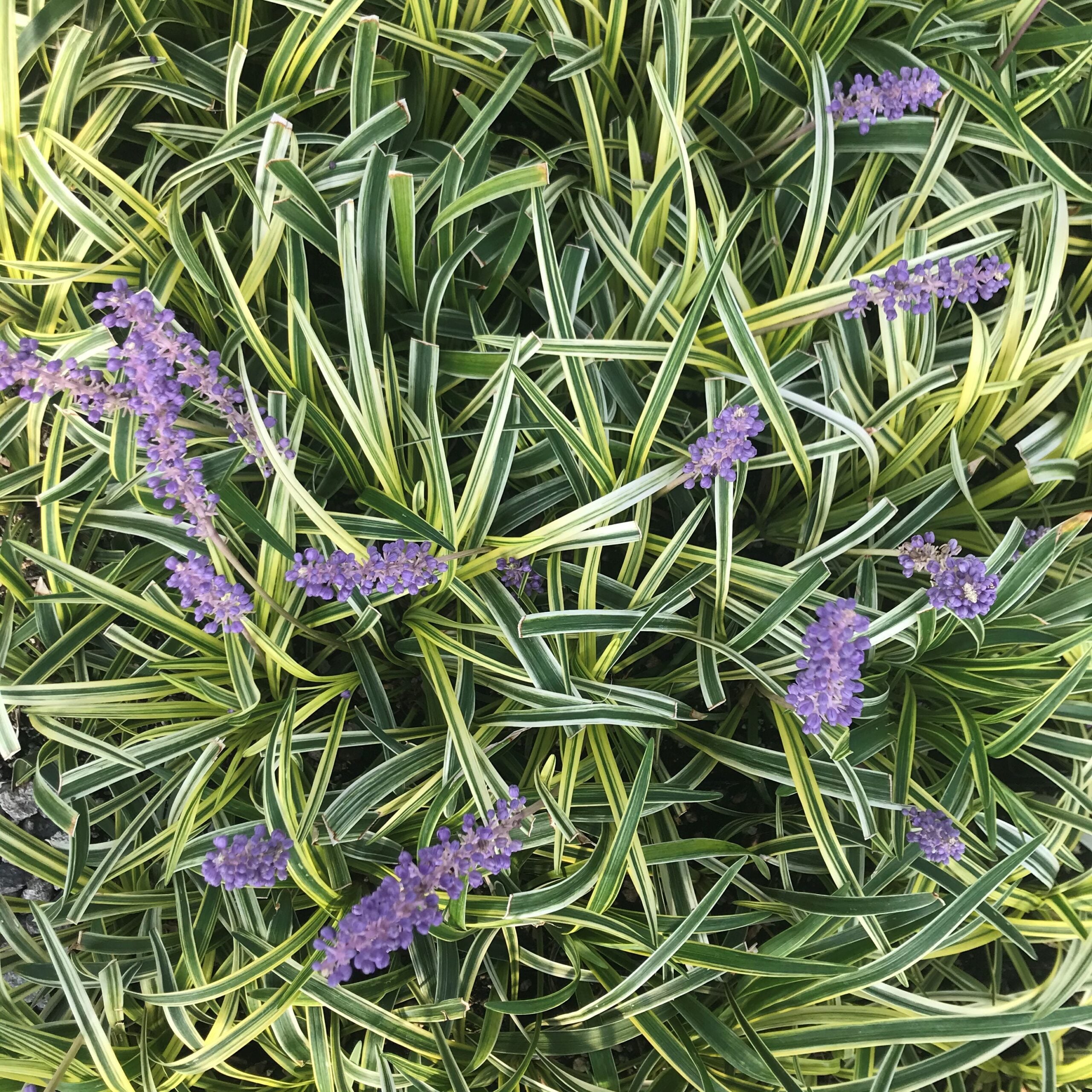 Liriope muscari 'Silvery Sunproof' - Lilyturf (3.5" Pot) - Image 5