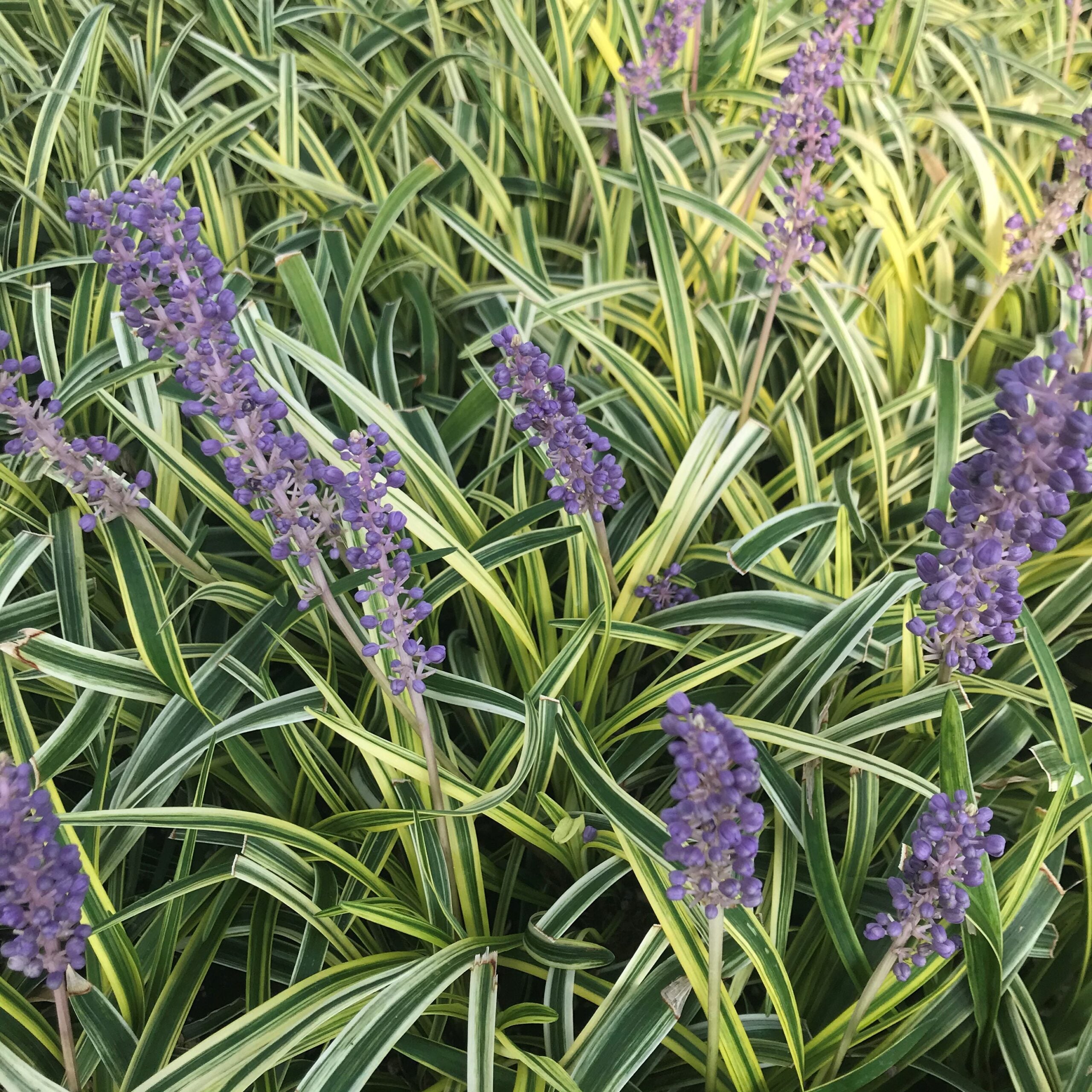 Liriope muscari 'Silvery Sunproof' - Lilyturf (3.5" Pot) - Image 4