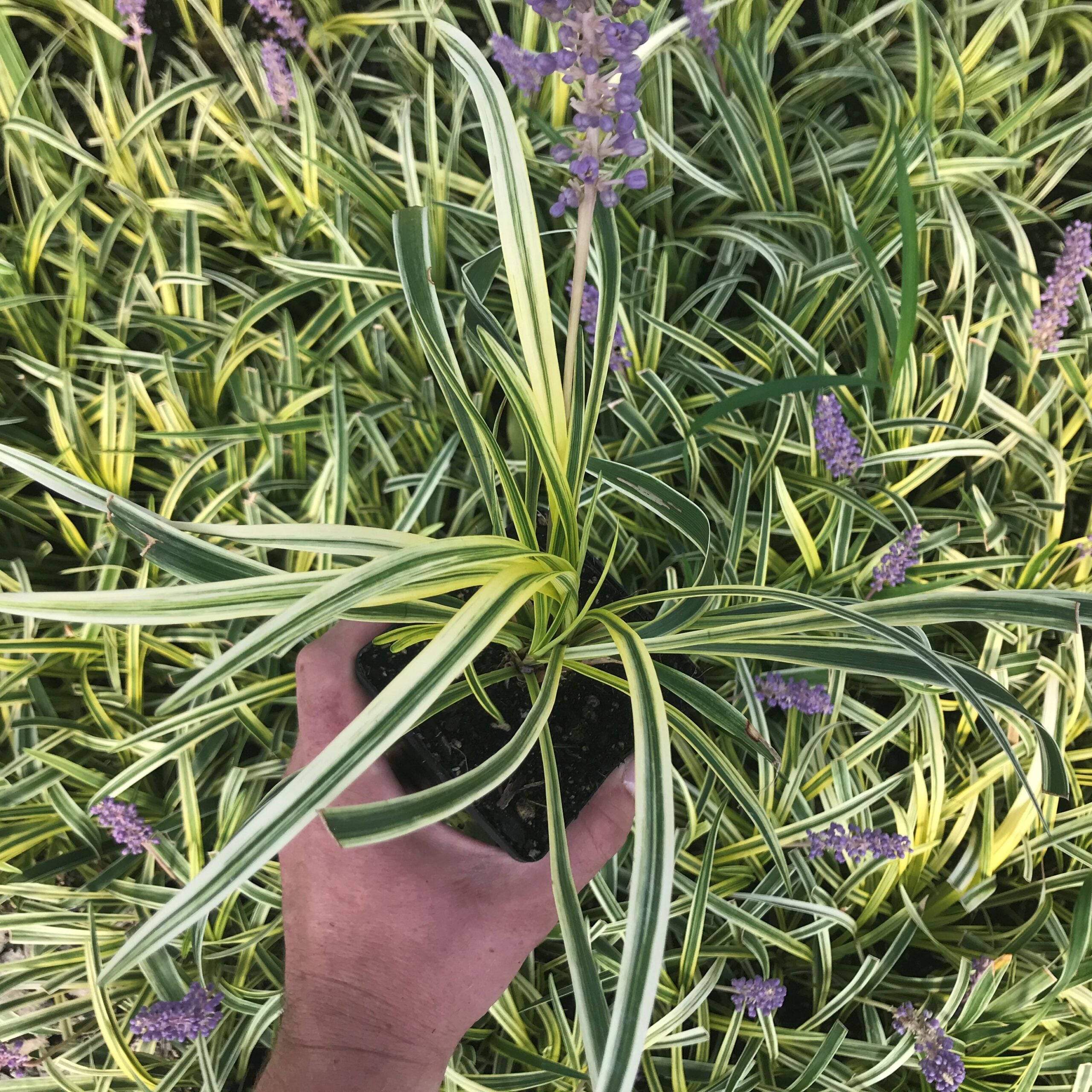 centifolia variegata Shop Century Plant 'Variegata' Agave Americana main image 1