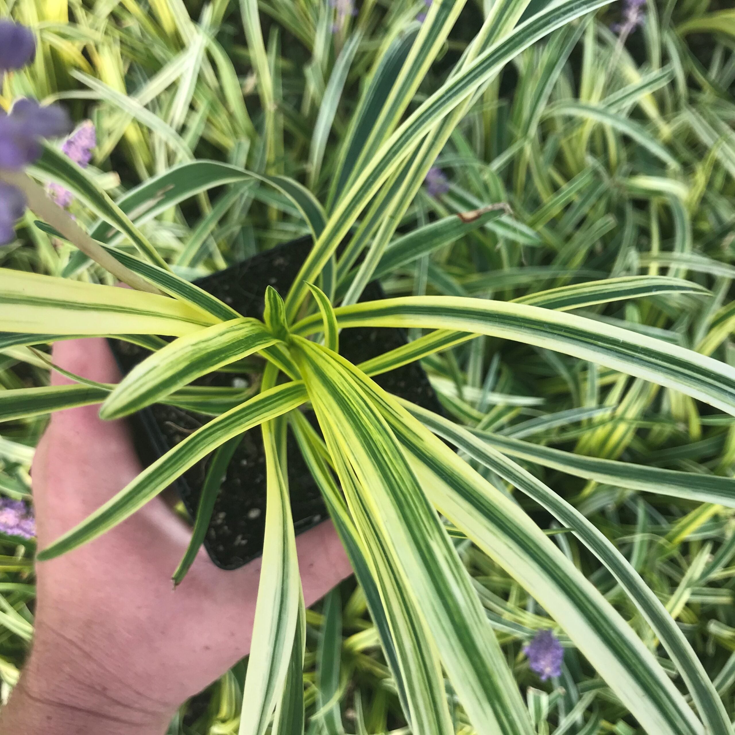 Liriope muscari 'Silvery Sunproof' - Lilyturf (3.5" Pot) - Image 2