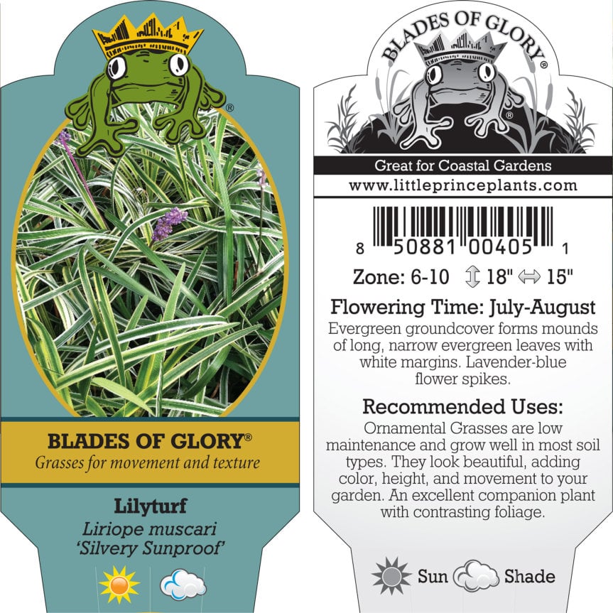 Liriope muscari 'Silvery Sunproof' - Lilyturf (3.5" Pot) - Image 6