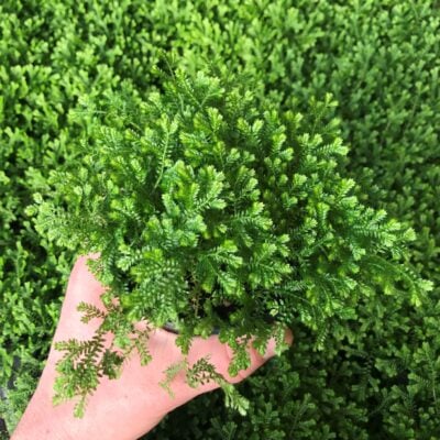 Selaginella kraussiana - Green Spikemoss (4.5" Pot)