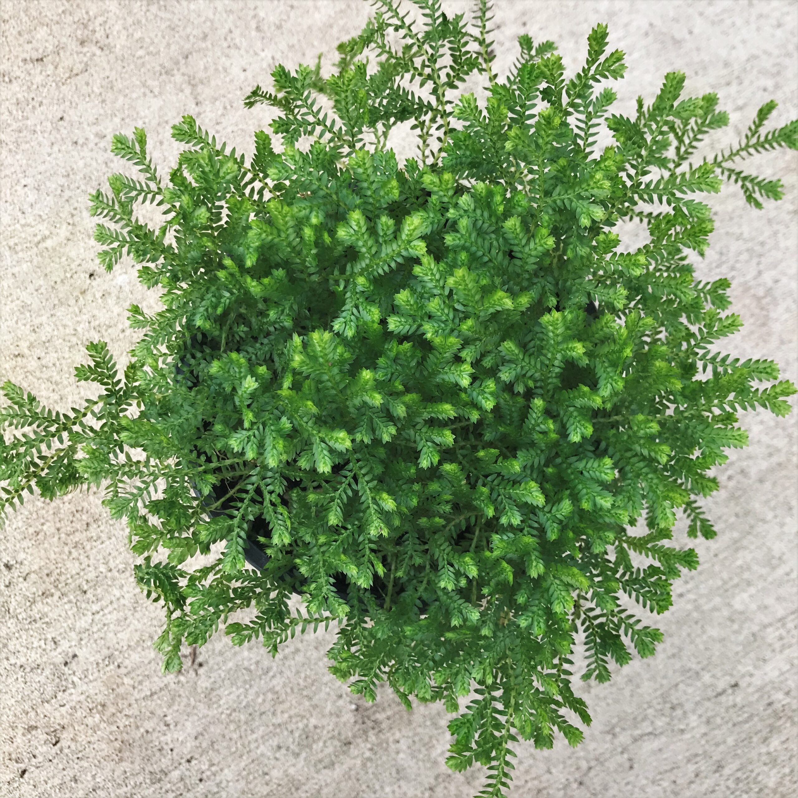 Selaginella kraussiana - Green Spikemoss (4.5" Pot) | Little Prince of  Oregon Nursery