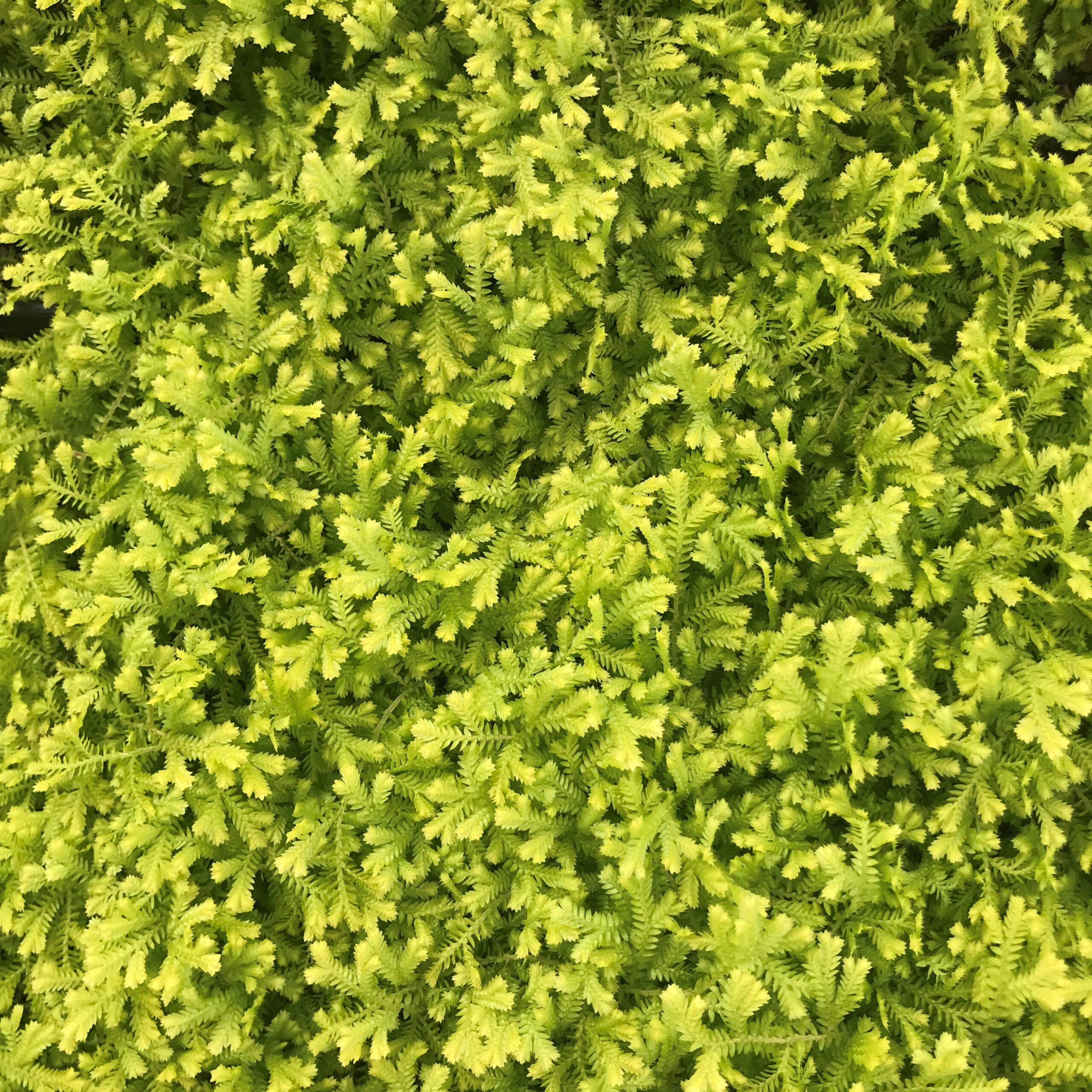 Selaginella kraussiana 'Aurea' - Gold Spikemoss (4.5" Pot) - Image 5