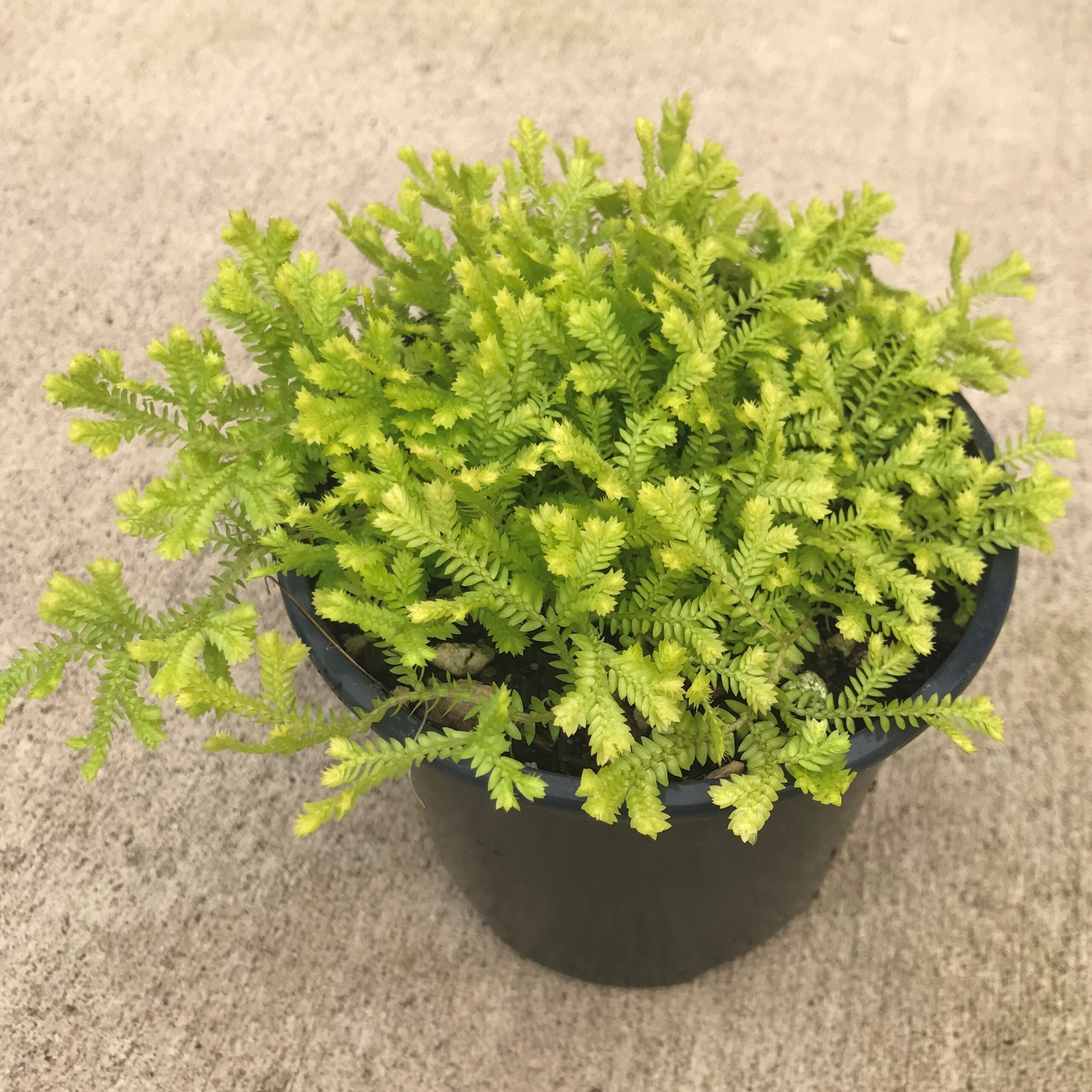 Selaginella kraussiana 'Aurea' - Gold Spikemoss (4.5" Pot) - Image 2