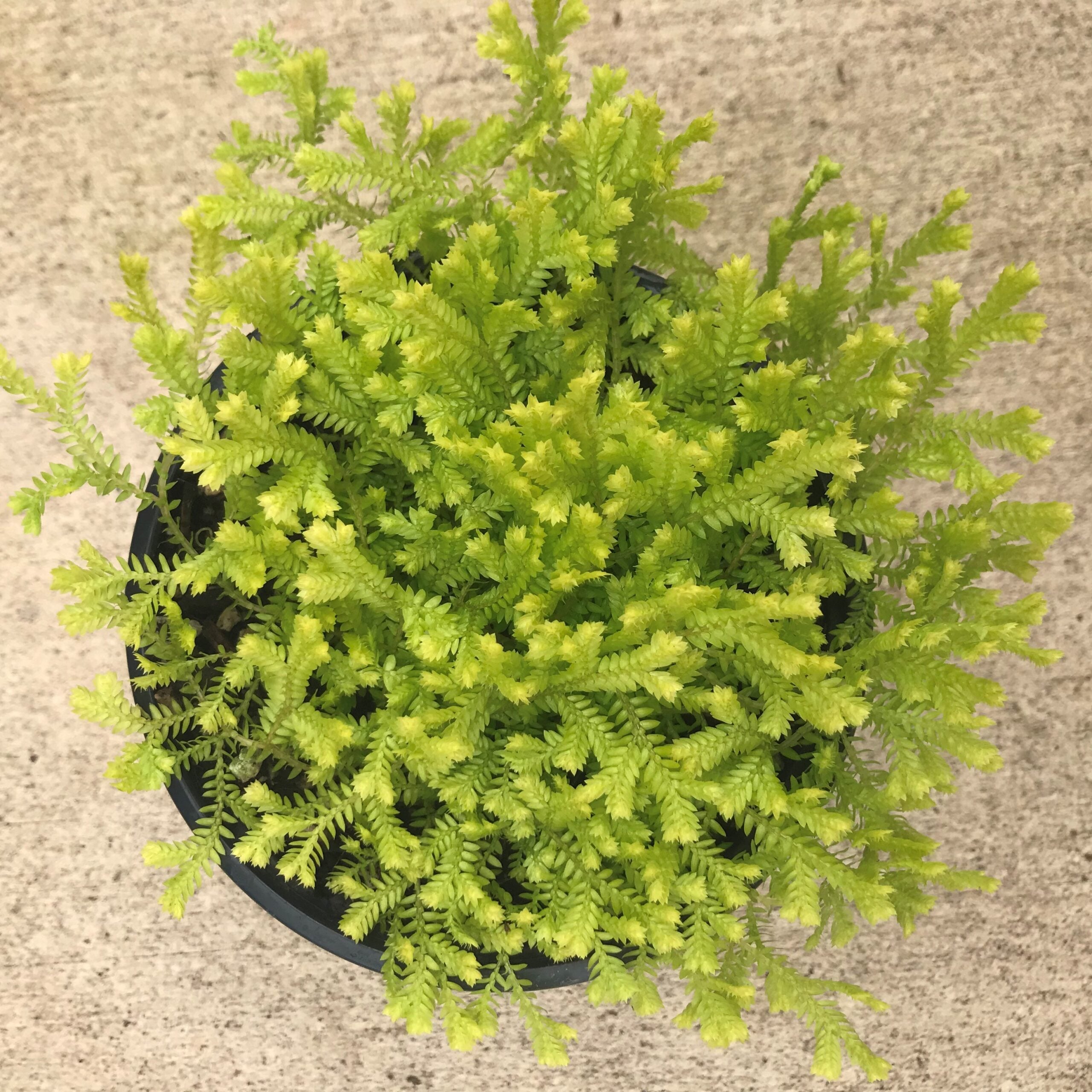Selaginella kraussiana 'Aurea' - Gold Spikemoss (4.5" Pot) - Image 4