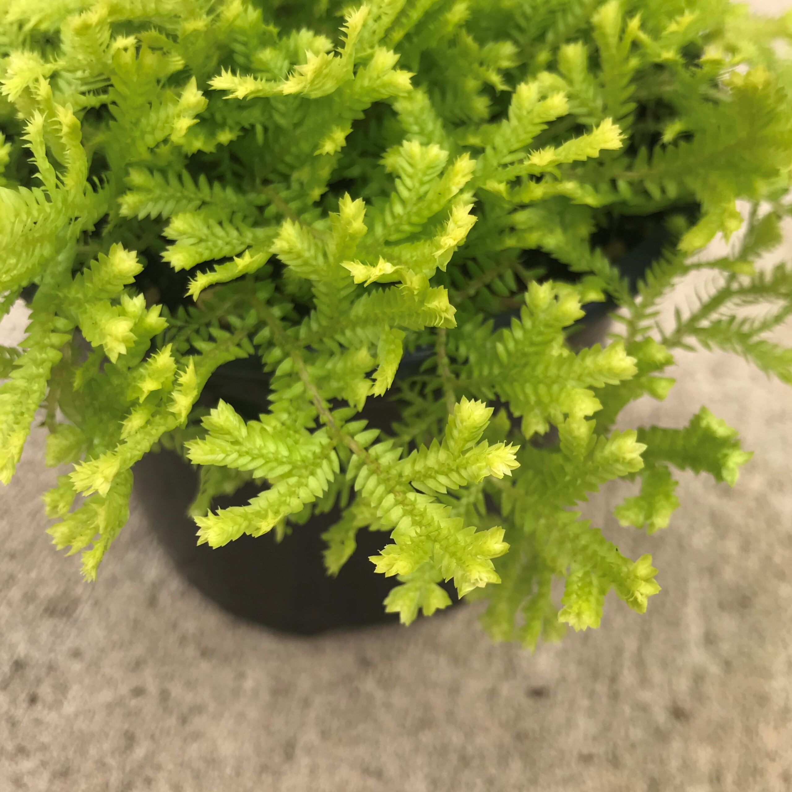 Selaginella kraussiana 'Aurea' - Gold Spikemoss (4.5" Pot) - Image 3
