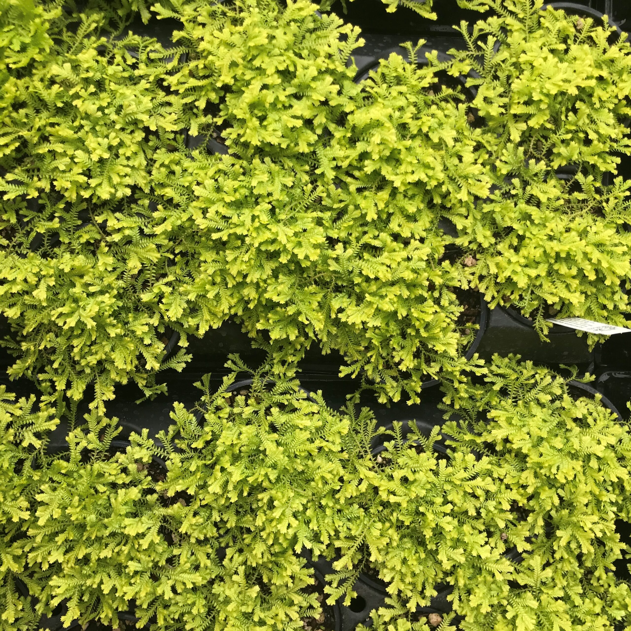 Selaginella kraussiana 'Aurea' - Gold Spikemoss (4.5" Pot) - Image 6