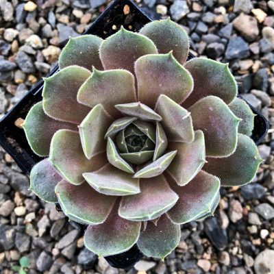 Sempervivum 'Thunder' - Hens & Chicks (3.5" Pot)
