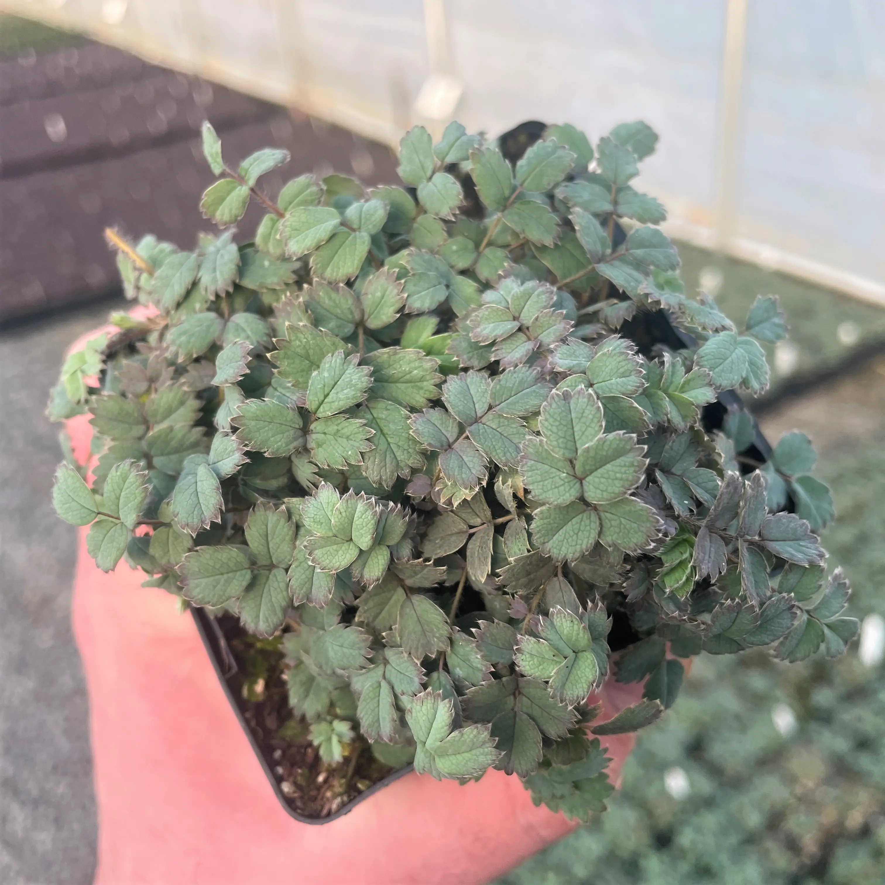 Acaena saccaticupula 'Blue Haze' (3.5" Pot) | Little Prince of Oregon  Nursery