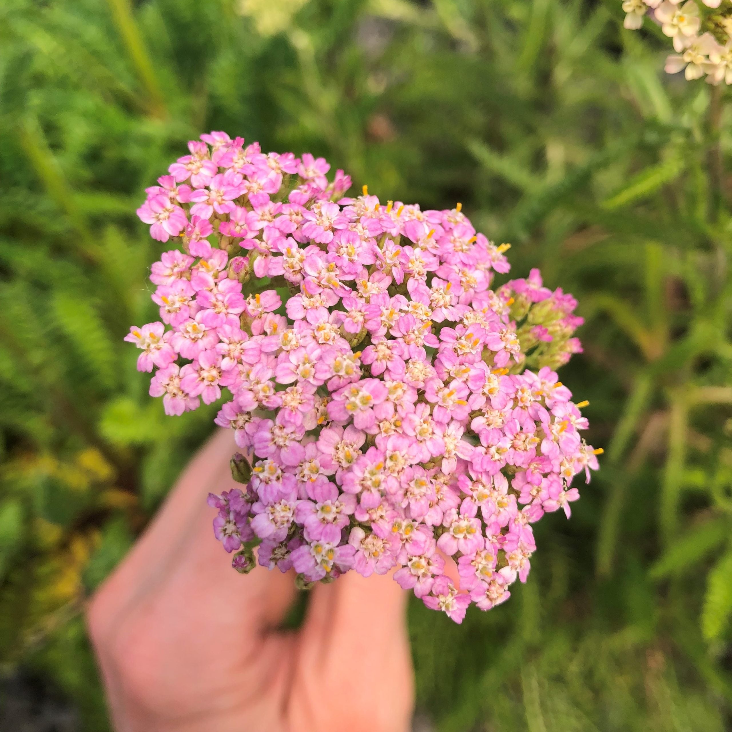 Achillea millefolium 'Lilac Shades' - Yarrow (4" Pot)