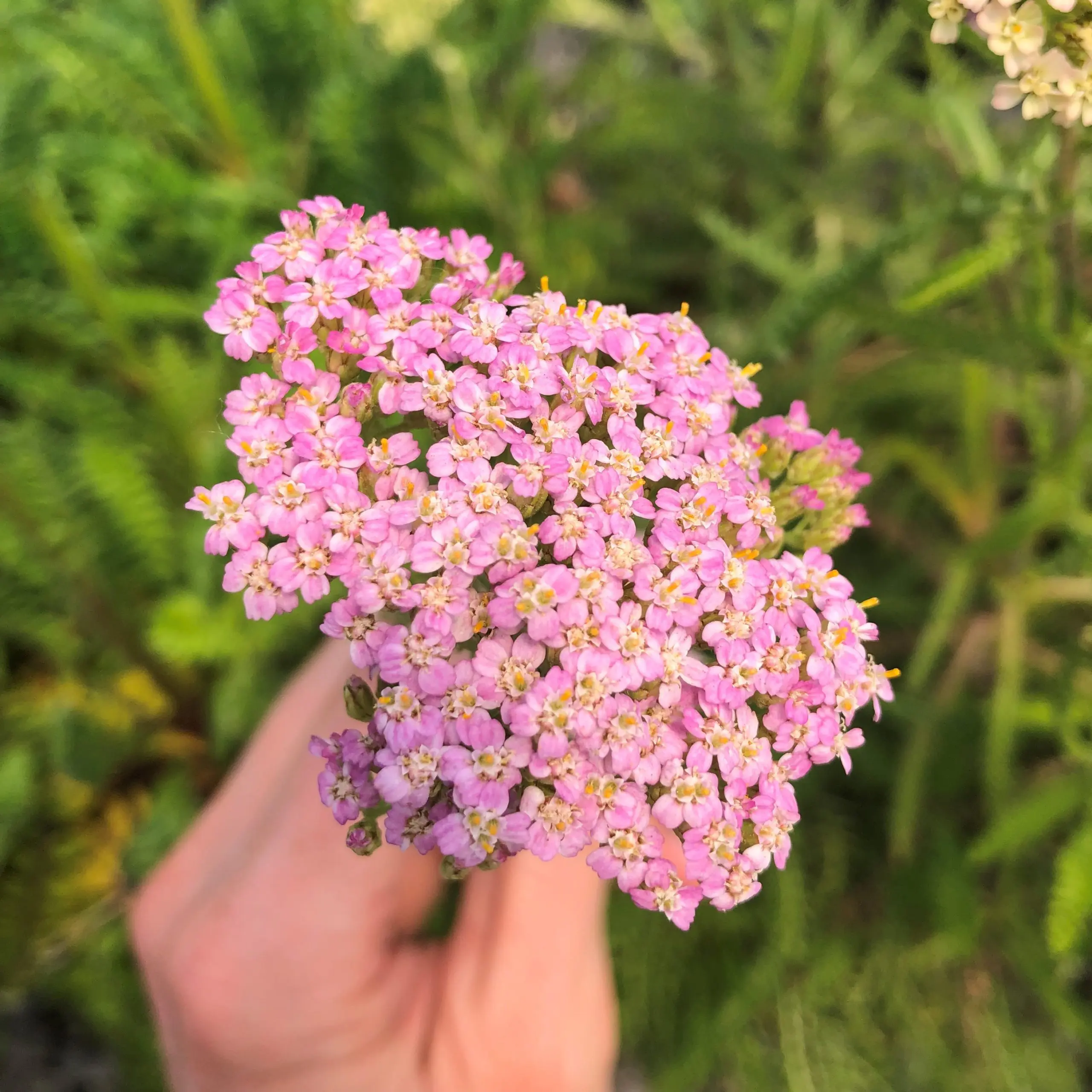 Achillea millefolium 'Lilac Shades' - Yarrow (4
