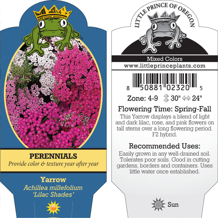 Achillea millefolium 'Lilac Shades' - Yarrow (4" Pot) - Image 5