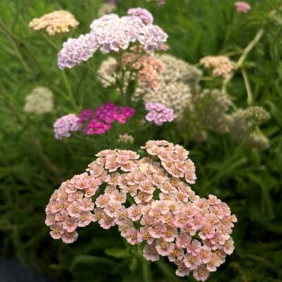 Achillea millefolium 'Colorado' - Yarrow (4" Pot)