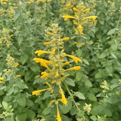Agastache 'Arizona™ Sun' - Hyssop (4" Pot)