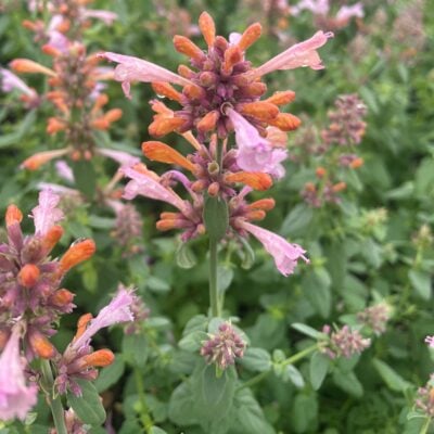 Agastache 'Arizona™ Sunset' - Hyssop (4" Pot)