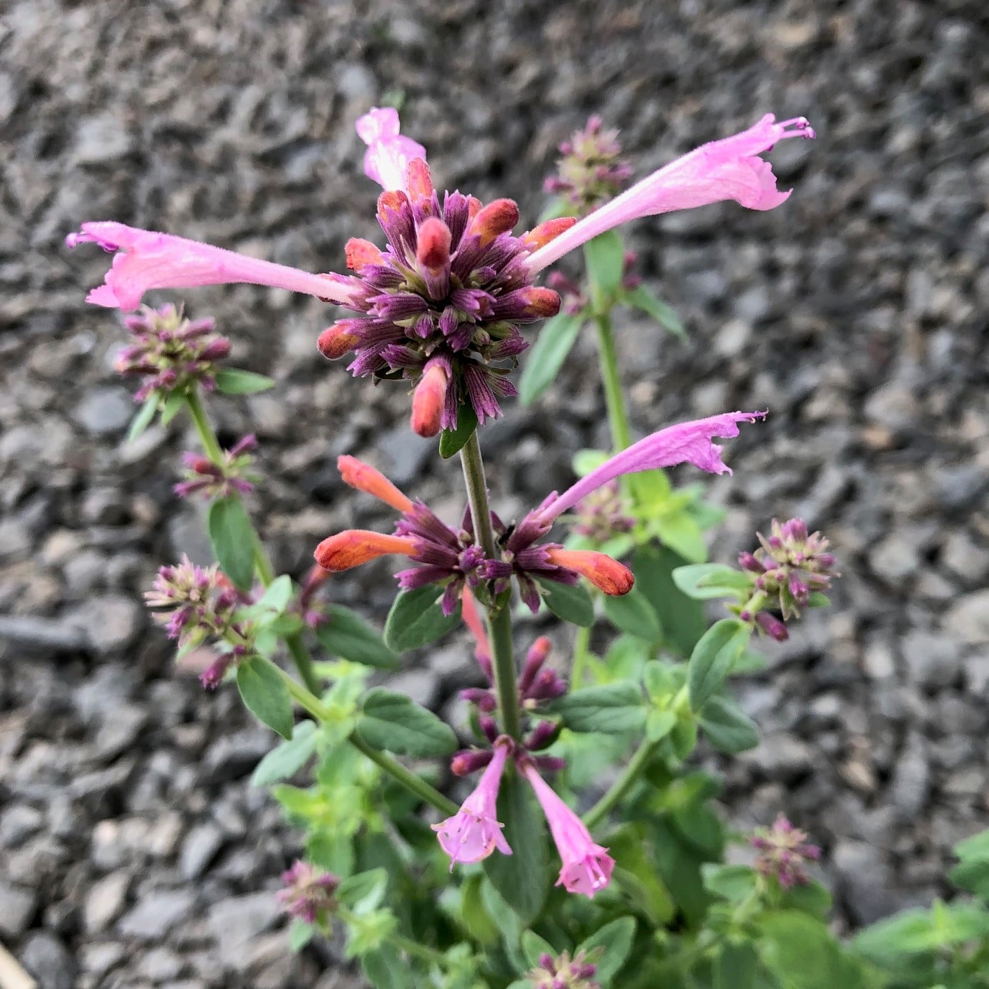 Agastache 'Arizona™ Sunset' - Hyssop (4" Pot) - Image 3