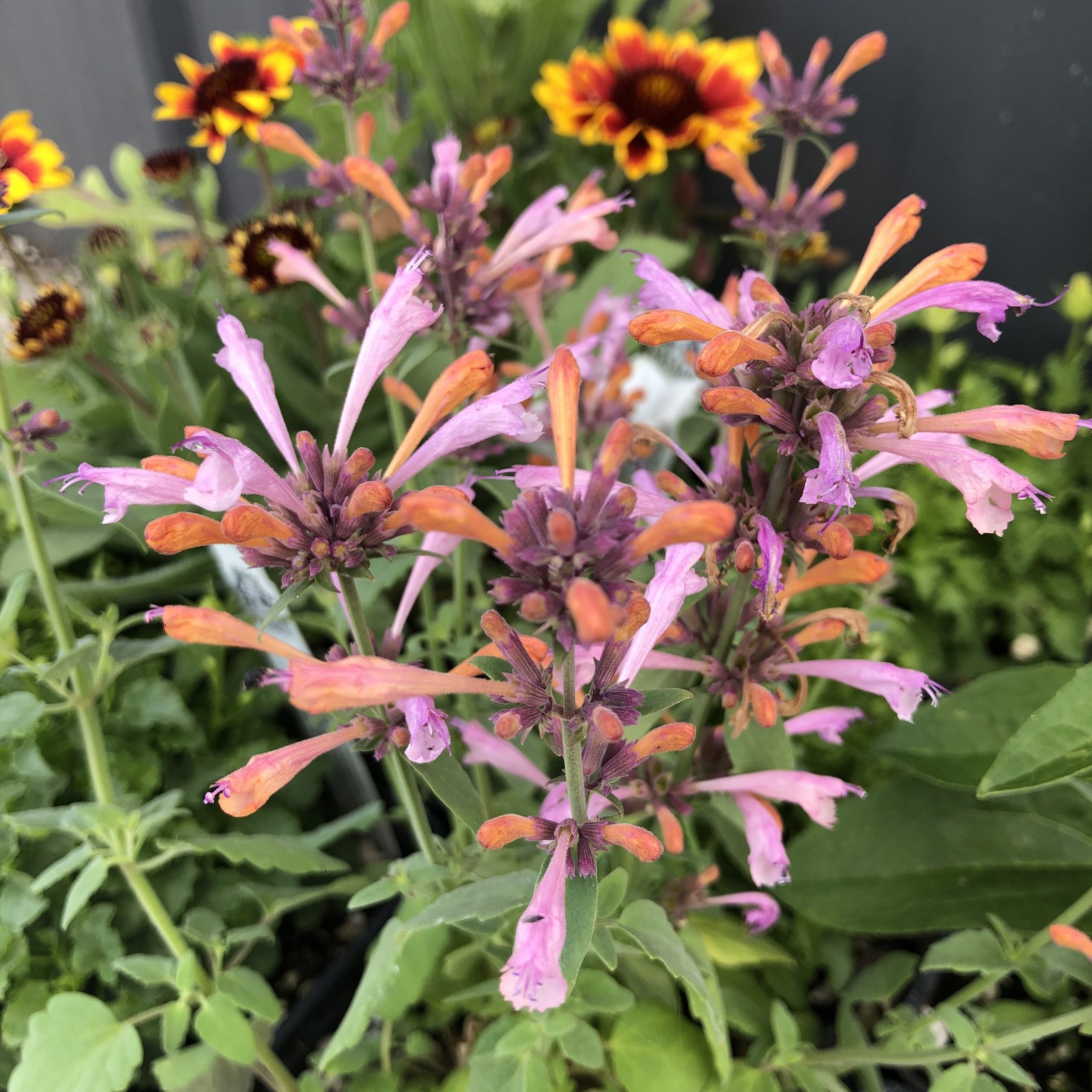 Agastache 'Arizona™ Sunset' - Hyssop (4" Pot) - Image 6
