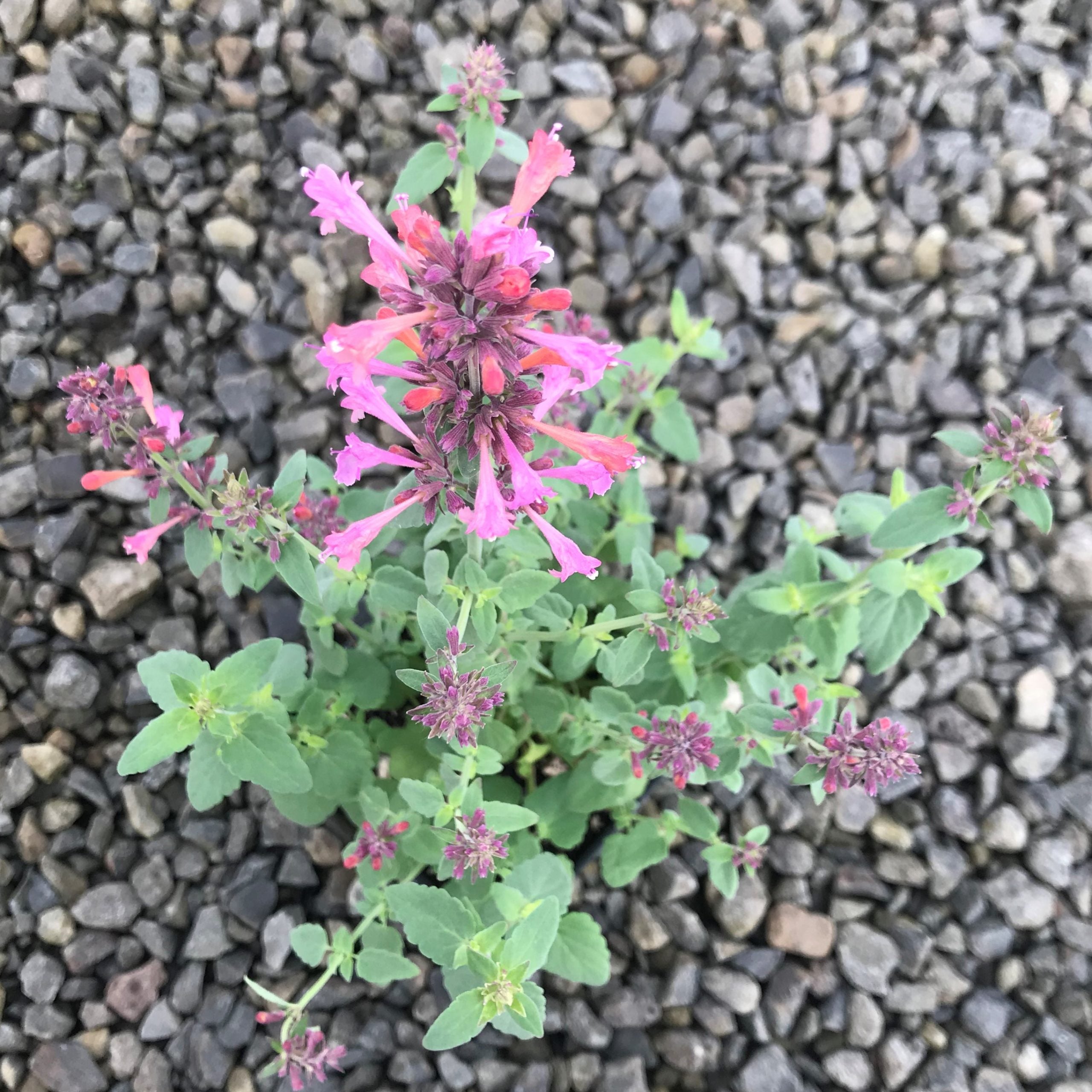 Agastache 'Arizona™ Sunset' - Hyssop (4" Pot) - Image 4