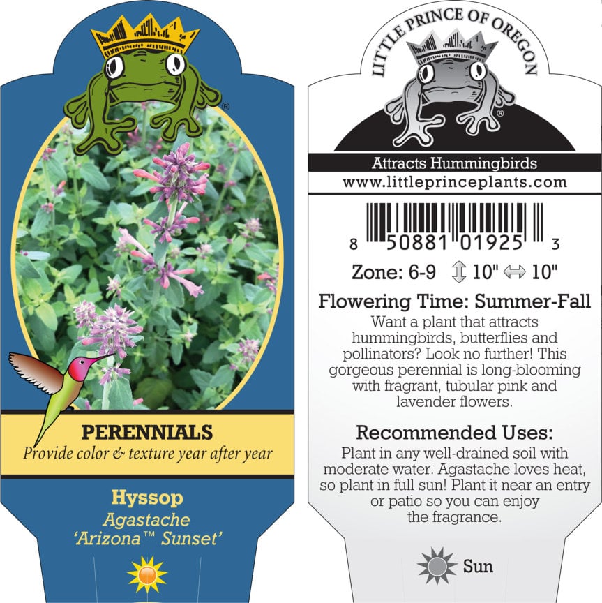 Agastache 'Arizona™ Sunset' - Hyssop (4" Pot) - Image 7
